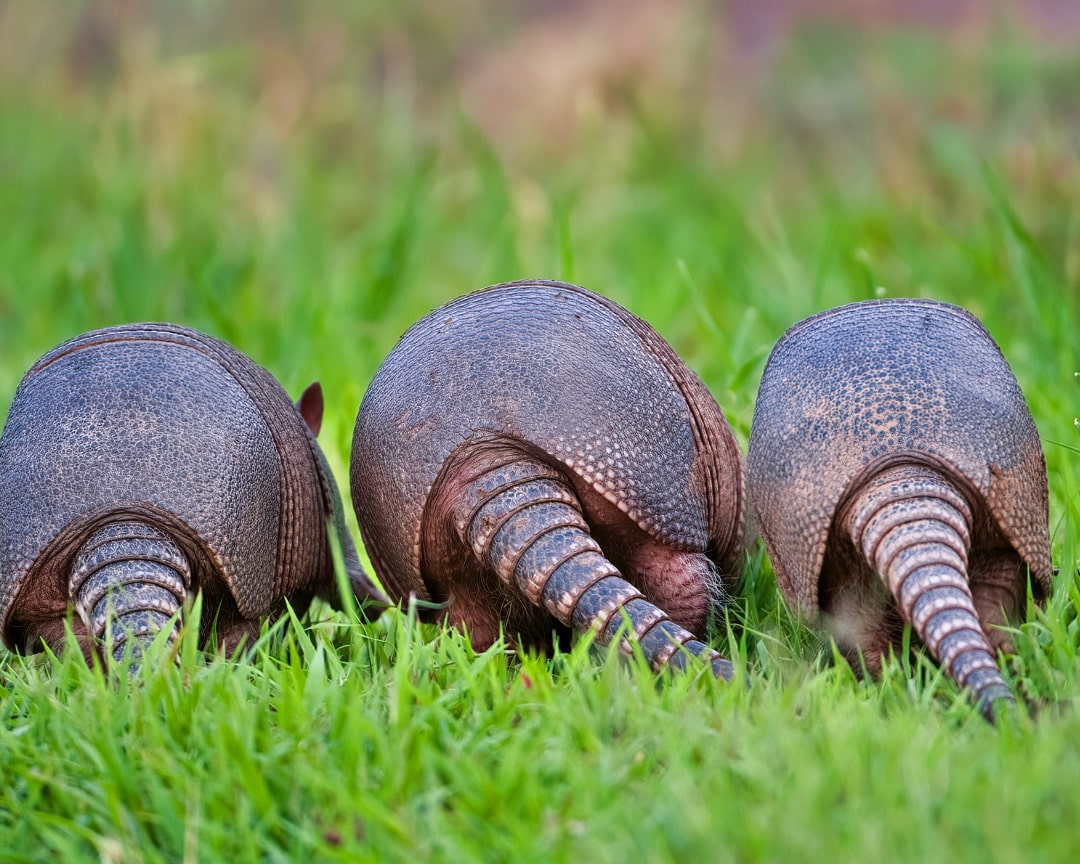 Customer Journey - Armadillo Phase - Picture of Armadillos