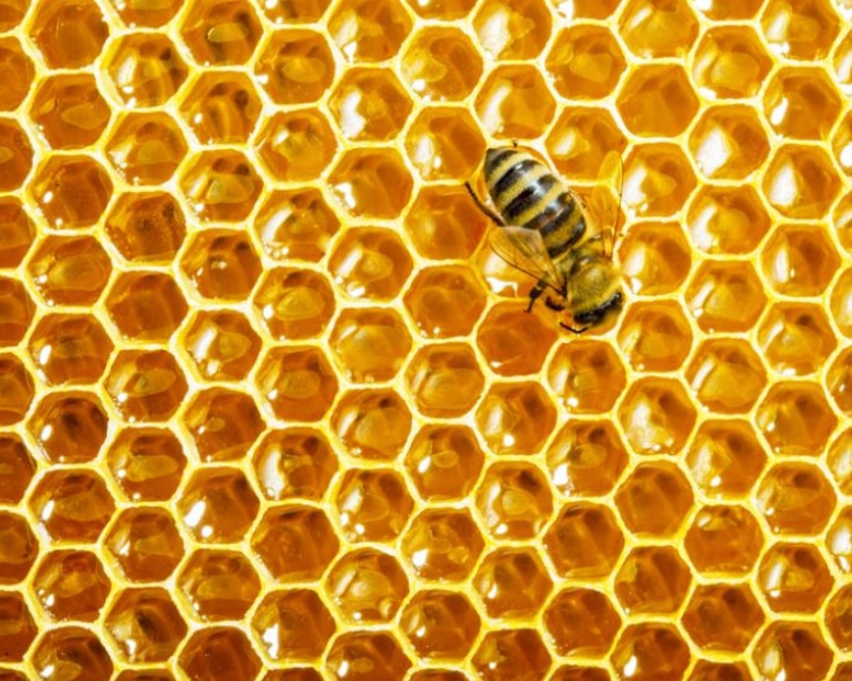 Customer Journey - Honey Bee Phase - Picture of Honey Bee