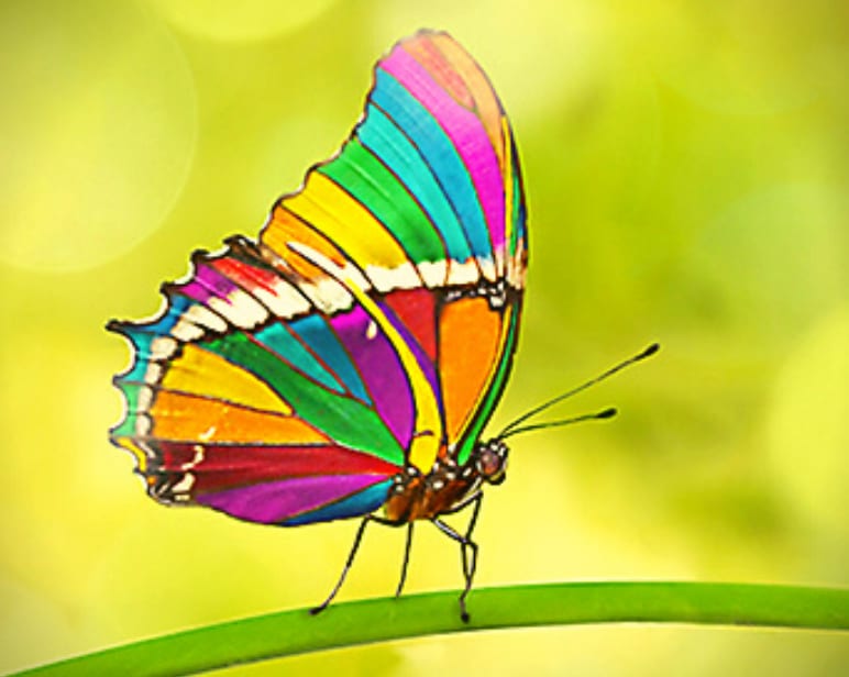 Customer Journey - Butterfly Phase - Picture of Colorful Butterfly
