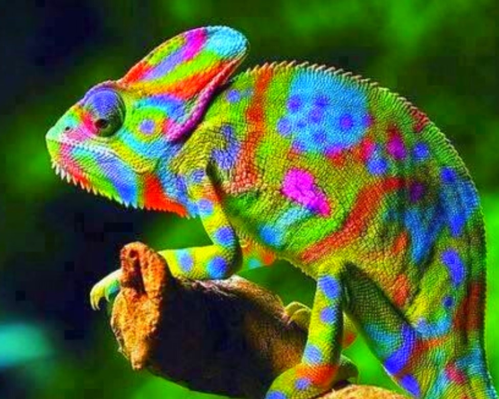 Customer Journey - ChameleonPhase - Picture of Colorful Chameleon