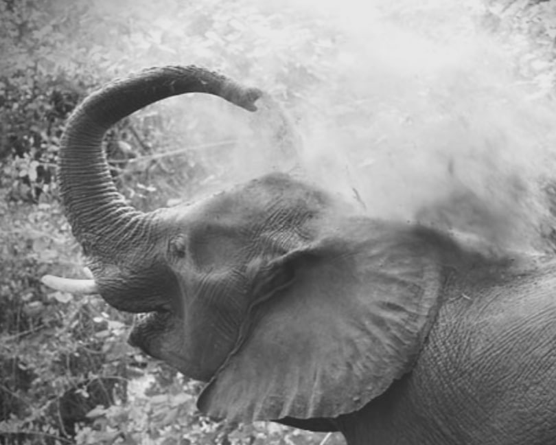 Customer Journey - Elephant Phase - Picture of Elephant