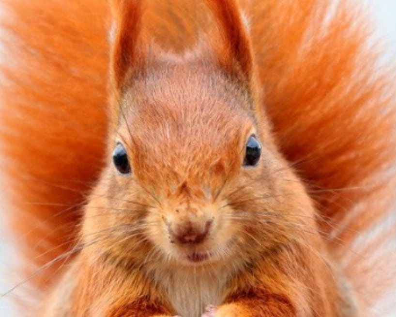 Customer Journey - Squirrel Phase - Picture of Squirrel
